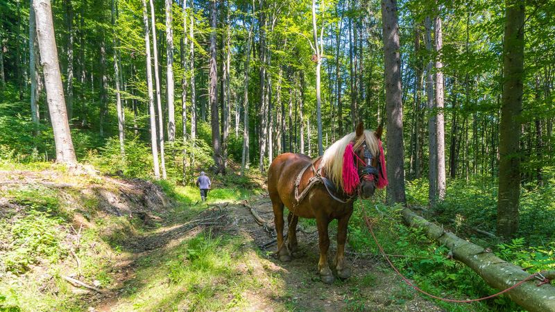 Bucovina